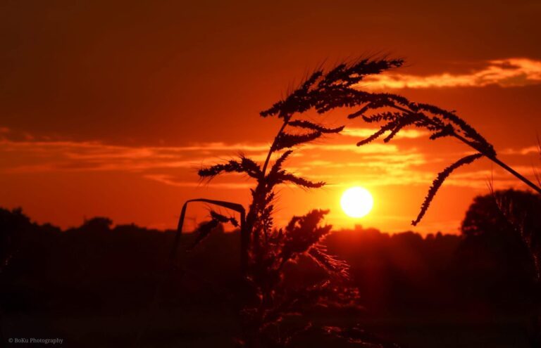 Sonnenuntergang in Meschenich