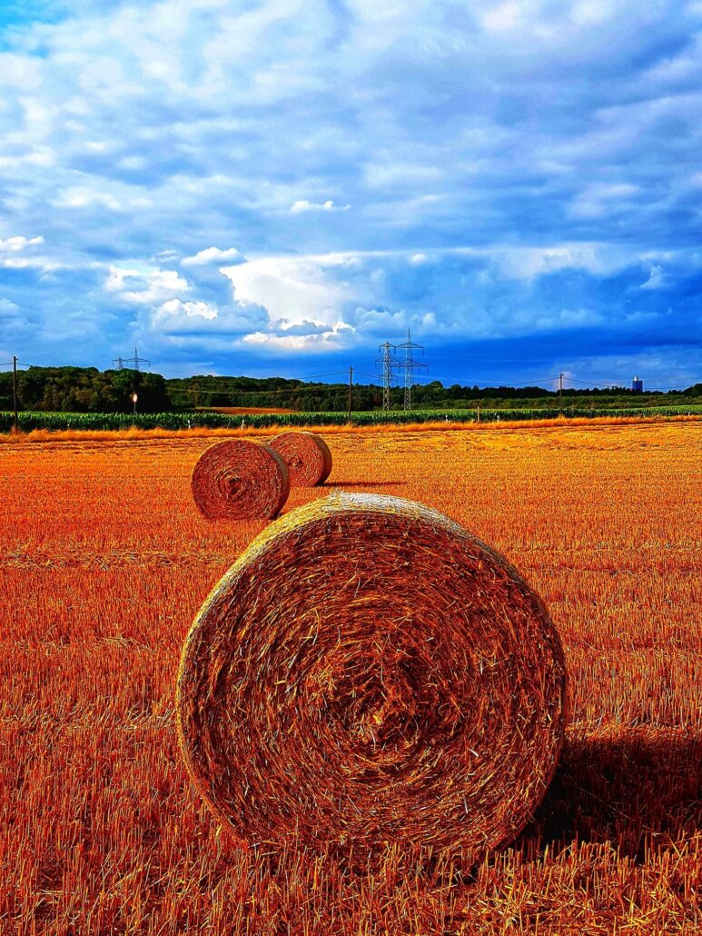 Strohballen gerollt auf einem Feld mit blauem, leicht bewölktem Himmel